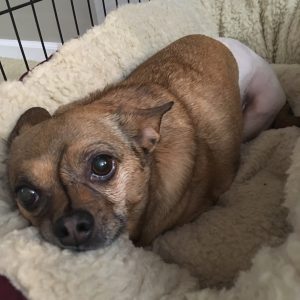 Slice of Life – February 27th, 2017